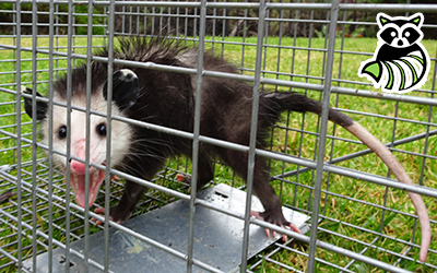 Genesee County trapping