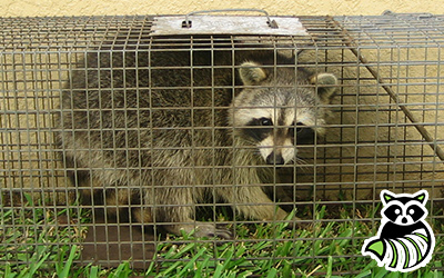 Genesee County trapping